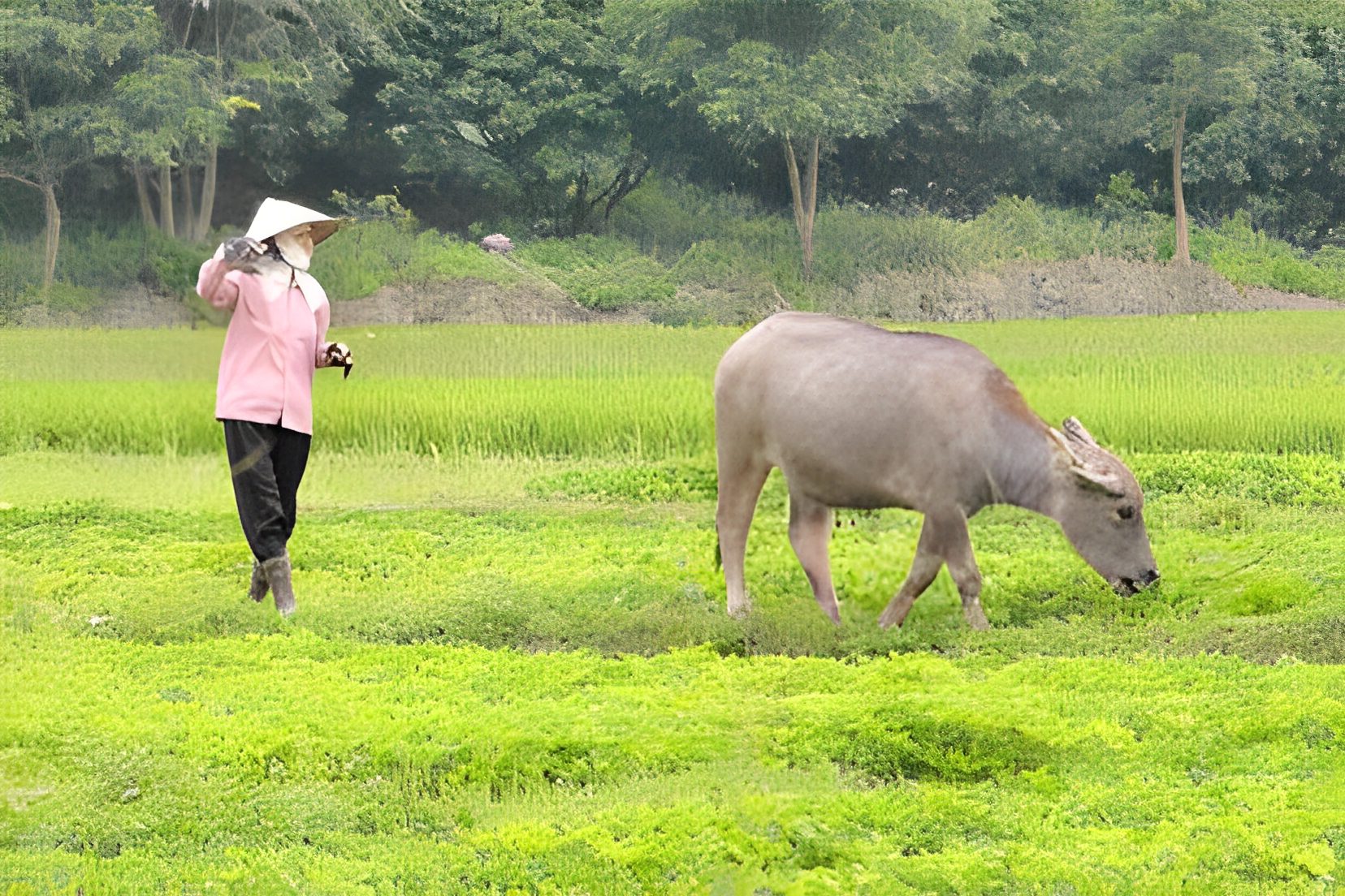 Person walking near buffalo in green field.