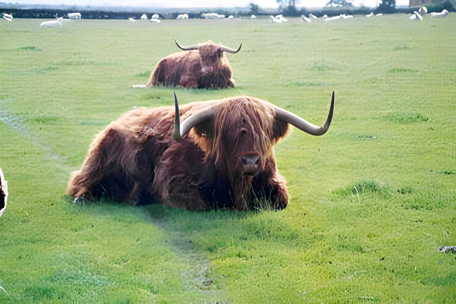 Highland cows resting on green grass.